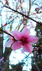 Low angle view of pink magnolia blossoms in spring