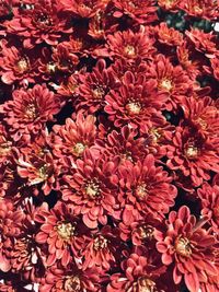 High angle view of pink flowering plants
