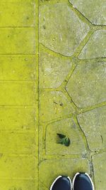 Low section of person standing on yellow leaf