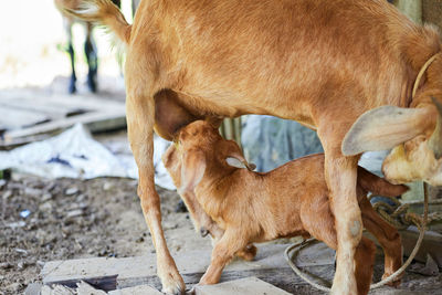 Mother goat feeding babies in the field