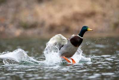 Side view of bird in lake