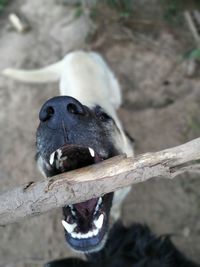 Close-up of a dog