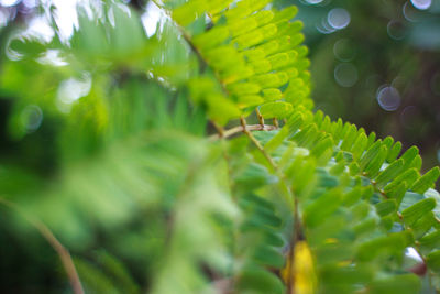 Close-up of leaves against blurred background
