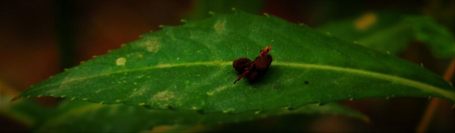 Close-up of insect on leaf