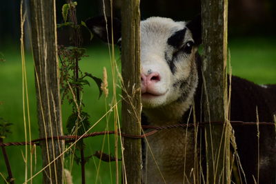 Close-up of sheep on grass