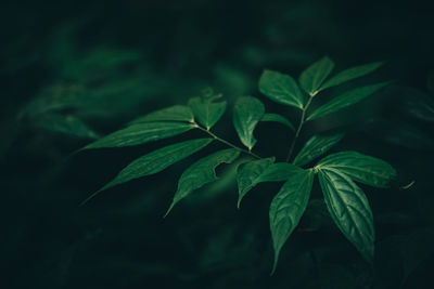 Close-up of green leaves