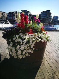 Close-up of flowers blooming in city against sky