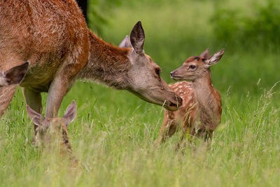 Red deer with fawn on grassy field