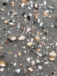 High angle view of shells on shore