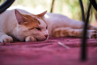 Close-up of cat sleeping