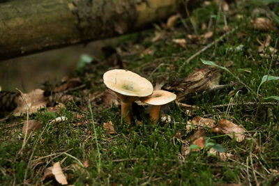 Close-up of mushroom on grass