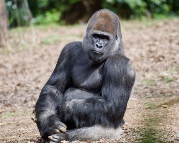 Western lowland gorillas at zoo atlanta