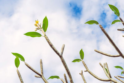 Low angle view of plant against sky