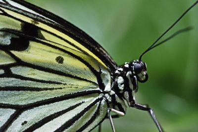 Close-up of butterfly on plant