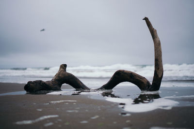 Driftwood at beach against sky