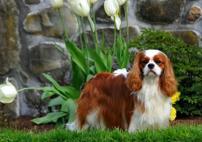 Dog standing on grass