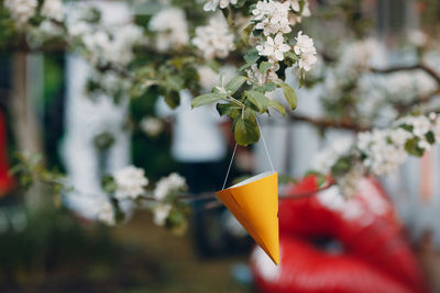 Close-up of yellow flower against blurred background