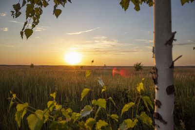 Scenic view of field against sky during sunset