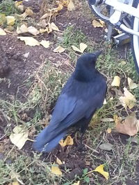 High angle view of bird perching on grass