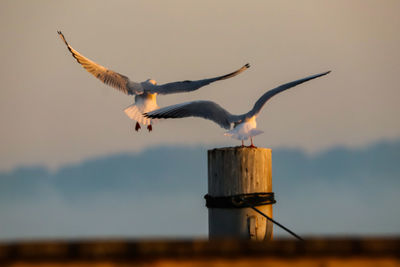 Seagulls flying over wooden post against sky