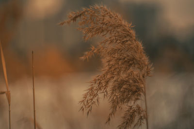 Close-up of wilted plant