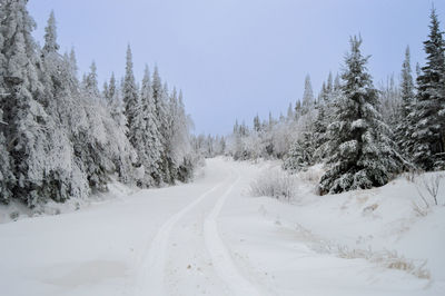 Pine trees on snow covered landscape