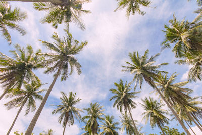 Low angle view of trees against sky