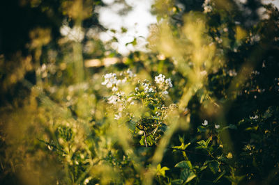 Close-up of flowering plants on field