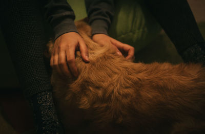 Close-up of hands petting dog