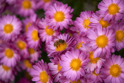 Close-up of honey bee pollinating on purple flowers