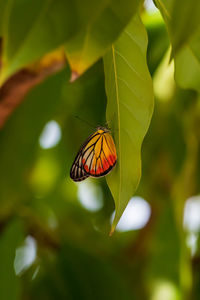 Butterfly on leaf