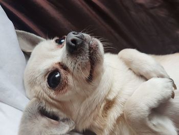 High angle view of a dog at home