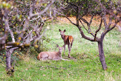 Doe resting on field