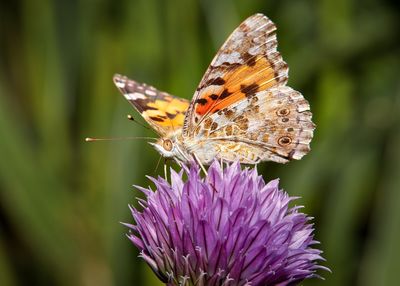 Close-up of butterfly on purple flower