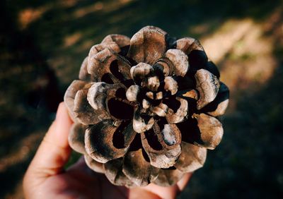 Close-up of hand holding mushroom