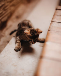 Close-up of cat on wood