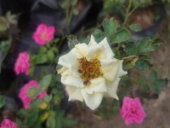 Close-up of pink flowering plant