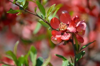 Close-up of pink cherry blossom