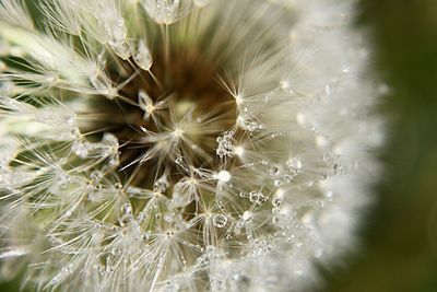 Close-up of dandelion