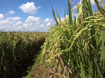 Wheat growing on field against sky