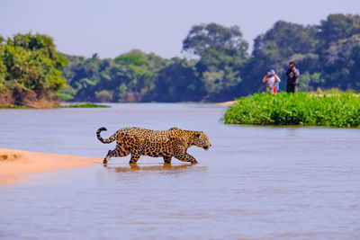 Dog walking in a lake