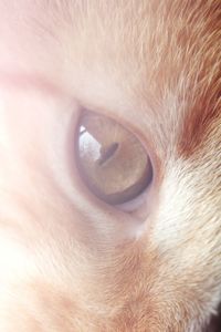 Close-up of dog eye