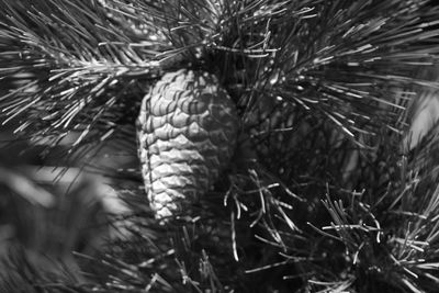 Close-up of pine cone