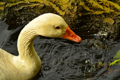 Close-up of duck swimming in lake