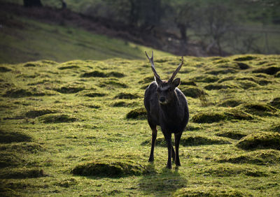 Horse standing in a field