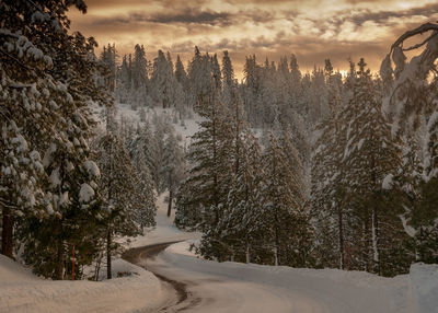 Snow covered land and trees against sky