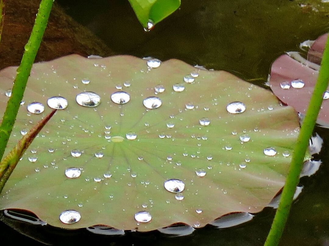 CLOSE-UP OF WATER DROPS ON LEAVES