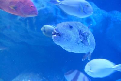 Close-up of jellyfish swimming in aquarium