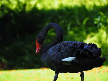 Close-up of black swan perching on grass