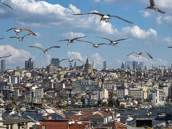 Seagulls flying in city against sky